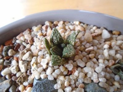 Ariocarpus fissuratus (10 ani)