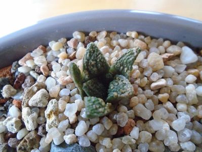 Ariocarpus fissuratus (10 ani)