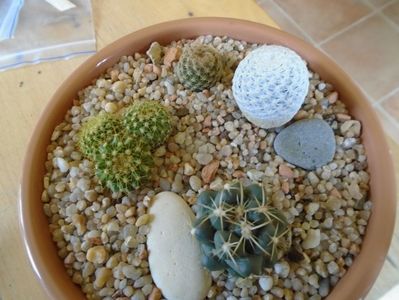 Grup de 4 cactusi; Coryphantha maiz-tablasensis  
Mammillaria marksiana 
Mammillaria sp.
Mammillaria herrerae
