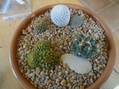 Grup de 4 cactusi; Coryphantha maiz-tablasensis  
Mammillaria marksiana 
Mammillaria sp.
Mammillaria herrerae
