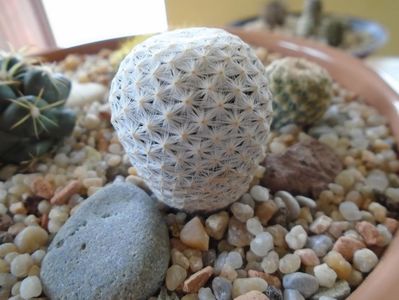 Mammillaria herrerae