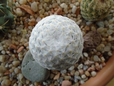 Mammillaria herrerae