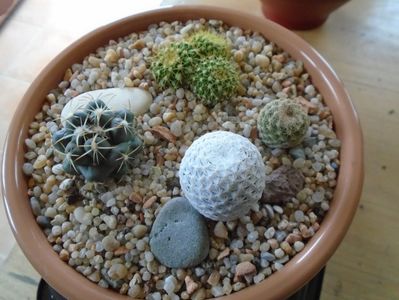 Grup de 4 cactusi; Coryphantha maiz-tablasensis  
Mammillaria marksiana 
Mammillaria sp.
Mammillaria herrerae
