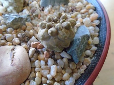 Copiapoa hypogaea cv. Lizard Skin