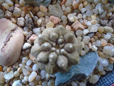 Copiapoa hypogaea cv. Lizard Skin