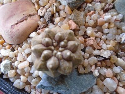 Copiapoa hypogaea cv. Lizard Skin