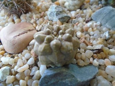 Copiapoa hypogaea cv. Lizard Skin