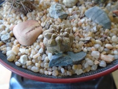 Copiapoa hypogaea cv. Lizard Skin