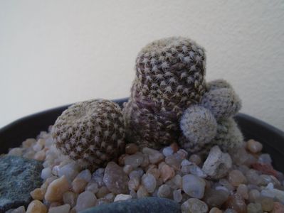 Copiapoa laui