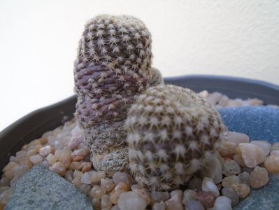 Copiapoa laui