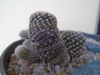 Copiapoa laui