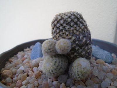 Copiapoa laui