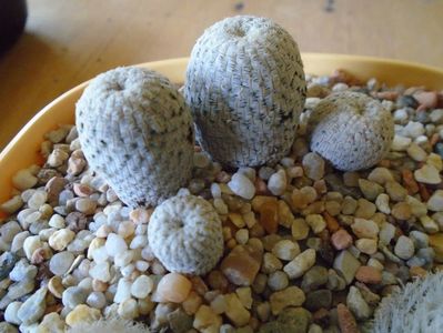 Mammillaria pectinifera