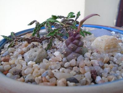 Grup de 3 suculente; Euphorbia decaryi 
Monadenium ritchiei
Ceropegia sp.
