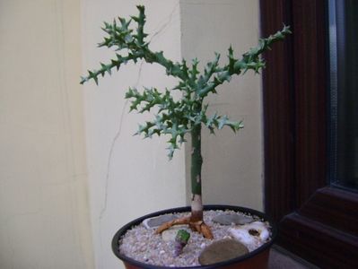 Euphorbia stenoclada & Euphorbia tubiglans