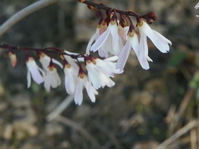 abeliophyllum distichum