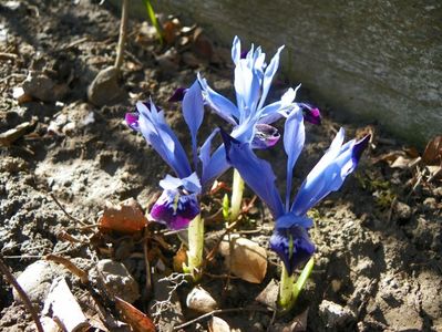 iris reticulata Halkis