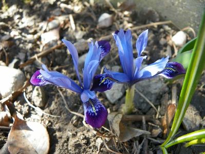 iris reticulata Halkis