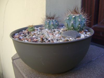 Grup de 3 Melocactus; Melocactus azureus (2 ex.)
Melocactus zehntneri
