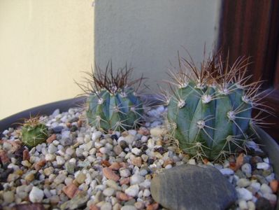 Grup de 3 Melocactus; Melocactus azureus (2 ex.)
Melocactus zehntneri
