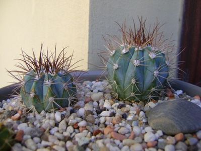 Melocactus azureus (2 ex.)