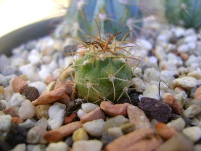 Melocactus zehntneri