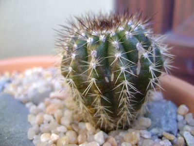 Uebelmannia pectinifera