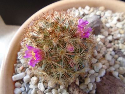 Mammillaria carmenae f. rubrispina