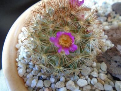 Mammillaria carmenae f. rubrispina