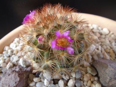 Mammillaria carmenae f. rubrispina