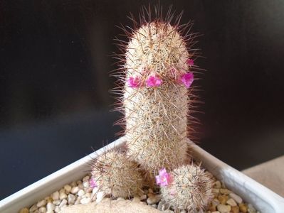 Mammillaria microhelia