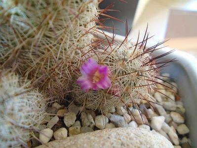 Mammillaria microhelia