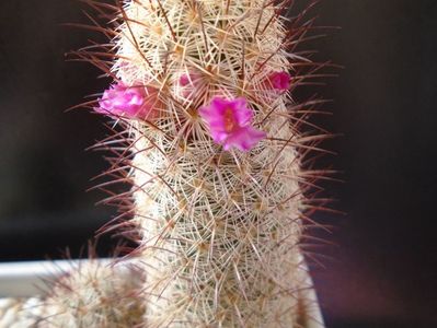 Mammillaria microhelia