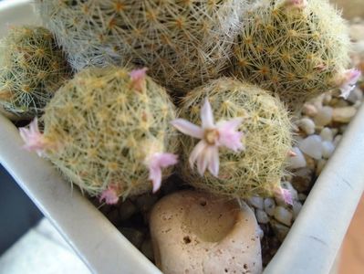 Mammillaria schiedeana ssp. giselae