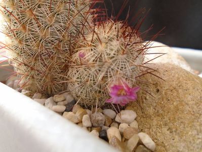 Mammillaria microhelia