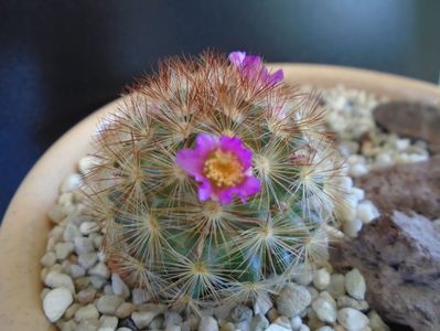 Mammillaria carmenae f. rubrispina