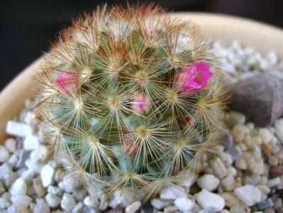 Mammillaria carmenae f. rubrispina