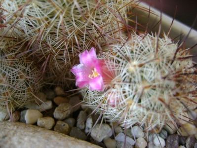 Mammillaria microhelia