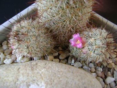 Mammillaria microhelia