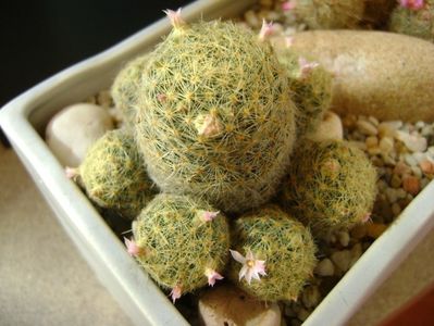 Mammillaria schiedeana ssp. giselae