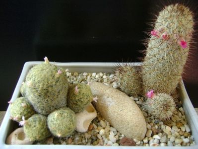 Grup de 2 Mammillaria; Mammillaria schiedeana ssp. giselae
Mammillaria microhelia
