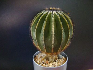 Uebelmannia pectinifera