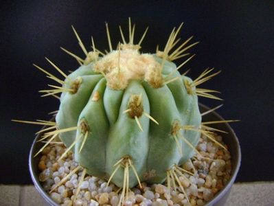 Copiapoa haseltoniana, Las Pintadas, Chile