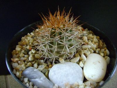 Ferocactus lindsayi, SB 535, Infiernillo, Michoacán, Mx