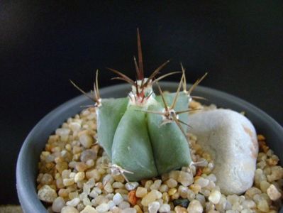 Echinocactus ingens v. grandis