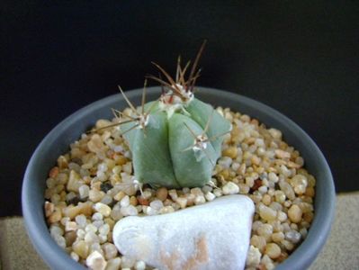 Echinocactus ingens v. grandis