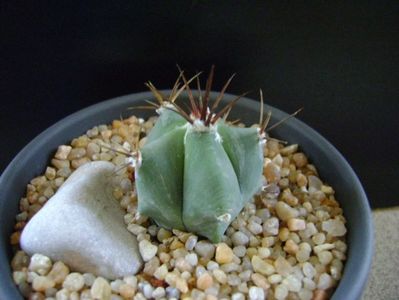 Echinocactus ingens v. grandis