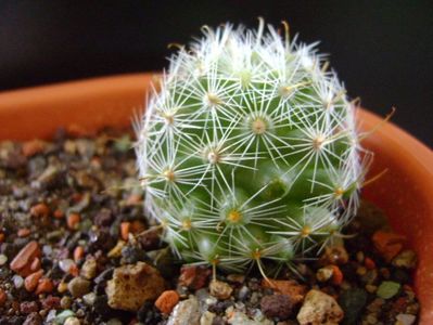 Mammillaria boolii