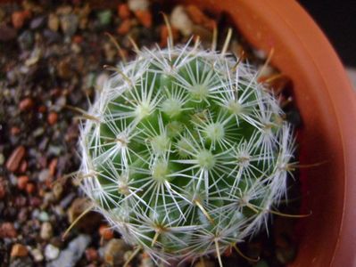 Mammillaria boolii