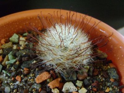 Mammillaria longiflora, SB494, Coneto Pass, Durango